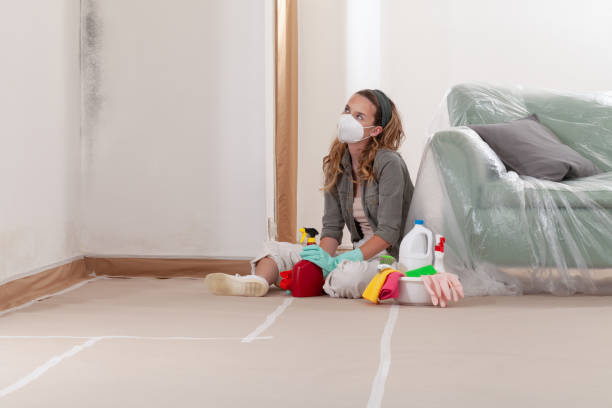 Reliable Mold Remediation contractor in Petersburg, IL by Cheap Mold Removal